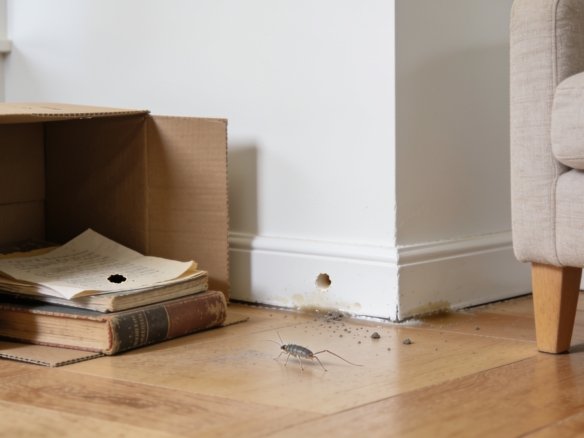What attracts silverfish and how to get rid of them
