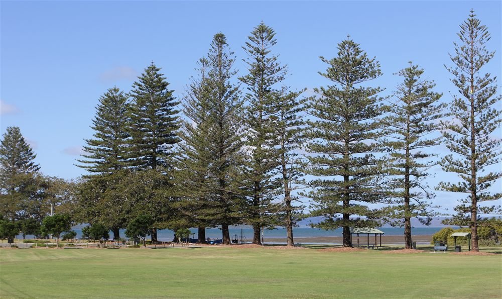 Norfolk pines at G.J. Walter Park, Cleveland, in the Redlands